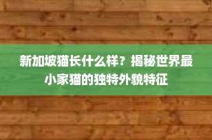 新加坡猫长什么样？揭秘世界最小家猫的独特外貌特征