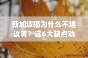 新加坡猫为什么不建议养？这6大缺点劝退无数铲屎官！