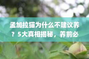 孟加拉猫为什么不建议养？5大真相揭秘，养前必看！