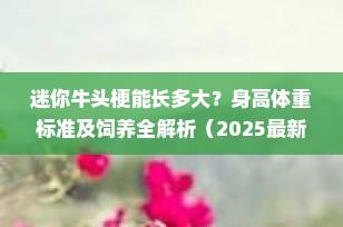 迷你牛头梗能长多大？身高体重标准及饲养全解析（2025最新指南）