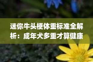 迷你牛头梗体重标准全解析：成年犬多重才算健康？（附饲养建议）