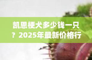 凯恩梗犬多少钱一只？2025年最新价格行情及饲养全攻略