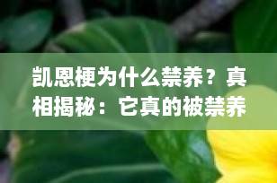 凯恩梗为什么禁养？真相揭秘：它真的被禁养了吗？