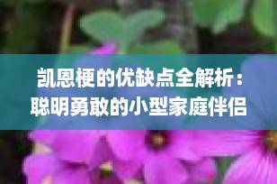 凯恩梗的优缺点全解析：聪明勇敢的小型家庭伴侣犬是否适合你？