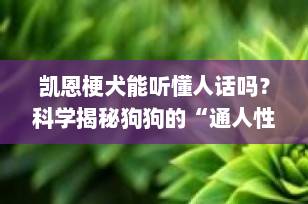 凯恩梗犬能听懂人话吗？科学揭秘狗狗的“通人性”真相