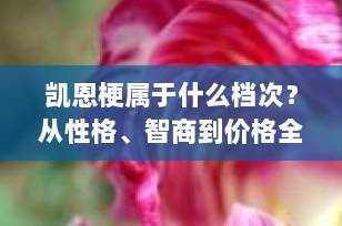 凯恩梗属于什么档次？从性格、智商到价格全面解析，带你认识这只“贵族小土狗”