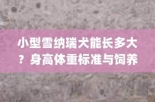 小型雪纳瑞犬能长多大？身高体重标准与饲养须知全解析