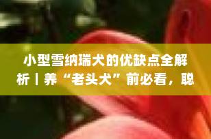 小型雪纳瑞犬的优缺点全解析｜养“老头犬”前必看，聪明又忠诚但这些坑要注意！