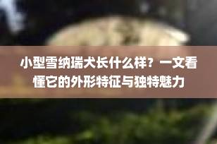 小型雪纳瑞犬长什么样？一文看懂它的外形特征与独特魅力