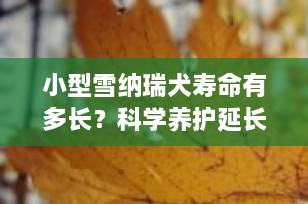 小型雪纳瑞犬寿命有多长？科学养护延长爱犬生命的关键秘诀