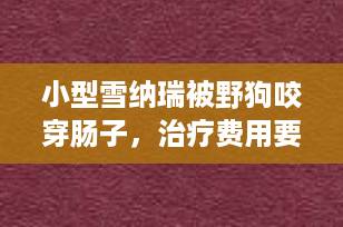 小型雪纳瑞被野狗咬穿肠子，治疗费用要多少？真实案例+费用明细全解析