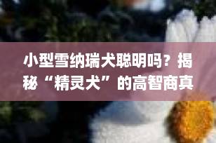 小型雪纳瑞犬聪明吗？揭秘“精灵犬”的高智商真相