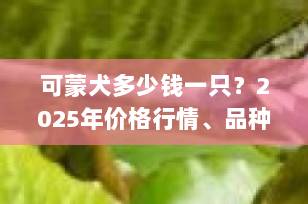 可蒙犬多少钱一只？2025年价格行情、品种特点与购买指南全解析