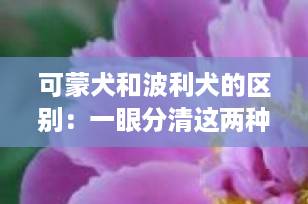 可蒙犬和波利犬的区别：一眼分清这两种“拖把犬”的关键特征（附饲养建议）