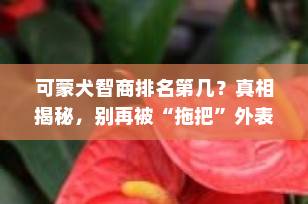 可蒙犬智商排名第几？真相揭秘，别再被“拖把”外表骗了！