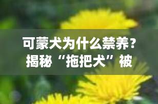 可蒙犬为什么禁养？揭秘“拖把犬”被多地列入禁养名单的5大原因