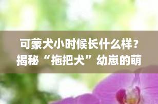 可蒙犬小时候长什么样？揭秘“拖把犬”幼崽的萌趣成长史