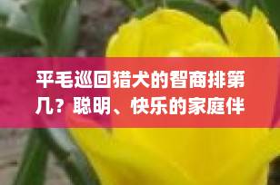 平毛巡回猎犬的智商排第几？聪明、快乐的家庭伴侣犬全解析