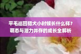 平毛巡回猎犬小时候长什么样？萌态与潜力并存的成长全解析