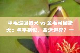 平毛巡回猎犬 vs 金毛寻回猎犬：名字相似，命运迥异？一文读懂这两款“寻回猎犬”之王！