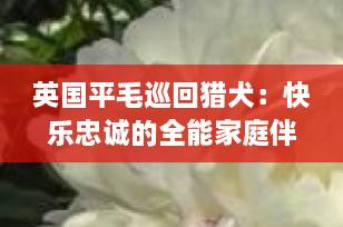 英国平毛巡回猎犬：快乐忠诚的全能家庭伴侣，你了解它吗？