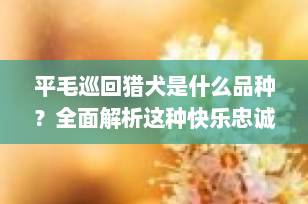 平毛巡回猎犬是什么品种？全面解析这种快乐忠诚的多面手猎犬