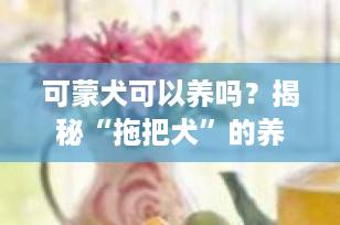 可蒙犬可以养吗？揭秘“拖把犬”的养宠真相，这3大原因劝退无数新手！