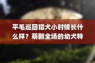 平毛巡回猎犬小时候长什么样？萌翻全场的幼犬特征全解析！