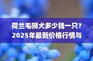 荷兰毛狮犬多少钱一只？2025年最新价格行情与饲养全解析