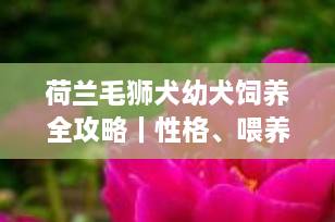 荷兰毛狮犬幼犬饲养全攻略｜性格、喂养、护理一篇搞定！