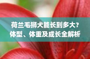 荷兰毛狮犬能长到多大？体型、体重及成长全解析，新手养宠必看！