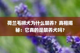 荷兰毛狮犬为什么禁养？真相揭秘：它真的是禁养犬吗？