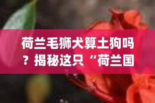 荷兰毛狮犬算土狗吗？揭秘这只“荷兰国宝犬”的真实身份