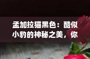 孟加拉猫黑色：酷似小豹的神秘之美，你了解这种独特猫咪吗？