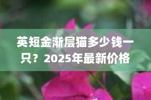 英短金渐层猫多少钱一只？2025年最新价格指南+避坑攻略