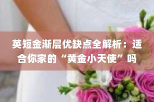 英短金渐层优缺点全解析：适合你家的“黄金小天使”吗？