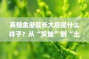 英短金渐层长大后是什么样子？从“灰娃”到“土豪金”的蜕变全解析