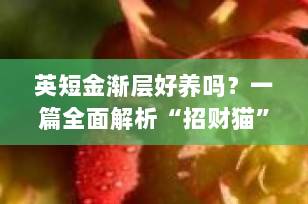 英短金渐层好养吗？一篇全面解析“招财猫”的饲养指南（2025最新版）