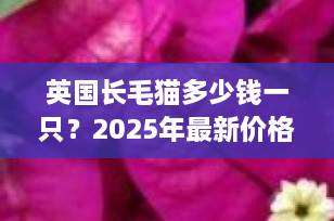 英国长毛猫多少钱一只？2025年最新价格指南与饲养全解析