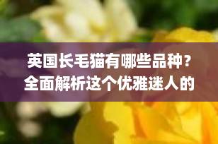 英国长毛猫有哪些品种？全面解析这个优雅迷人的猫咪家族