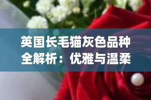 英国长毛猫灰色品种全解析：优雅与温柔的完美结合（2025最新指南）