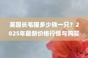 英国长毛猫多少钱一只？2025年最新价格行情与购买全攻略
