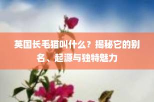 英国长毛猫叫什么？揭秘它的别名、起源与独特魅力