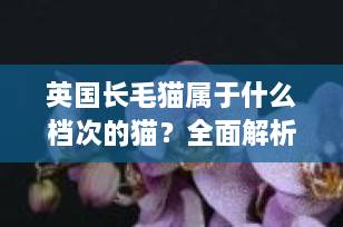 英国长毛猫属于什么档次的猫？全面解析其品种定位、性格与养护成本