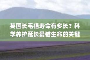 英国长毛猫寿命有多长？科学养护延长爱猫生命的关键秘诀