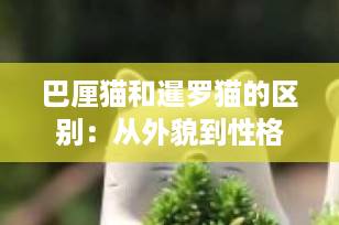 巴厘猫和暹罗猫的区别：从外貌到性格，一文看懂两大优雅品种