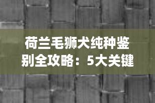 荷兰毛狮犬纯种鉴别全攻略：5大关键点教你一眼识真伪！