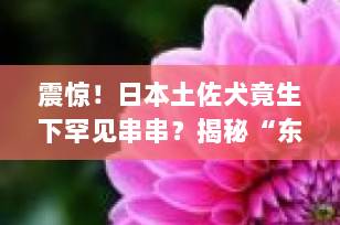 震惊！日本土佐犬竟生下罕见串串？揭秘“东方斗犬之王”的混血后代真相