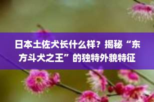 日本土佐犬长什么样？揭秘“东方斗犬之王”的独特外貌特征