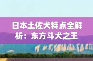 日本土佐犬特点全解析：东方斗犬之王的沉静力量